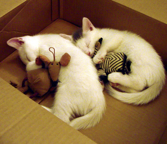 “足球+科技”创新平台在行业内持续发力，推动行业科技成果转化